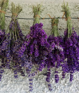 lavanda di arnico 17