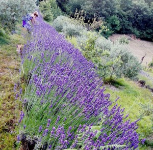 lavanda di arnico 18