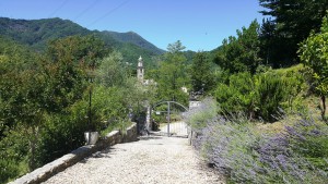 lavanda di arnico 2