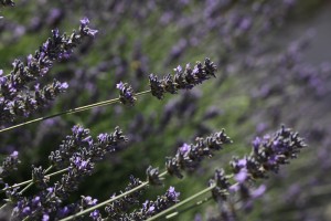 lavanda di arnico 5