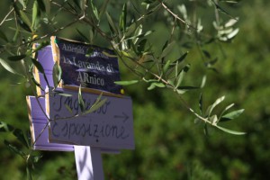 lavanda di arnico 6