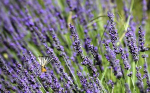 lavanda di arnico cop2